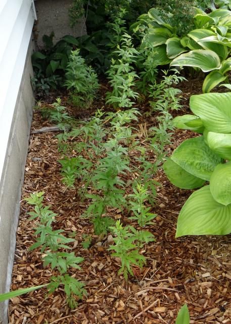 Gillenia trifoliata Bowman's Root 6-21-14 Year two plants from seed. photo GilleniatrifoliataBowmansRoot6-21-14A.jpg